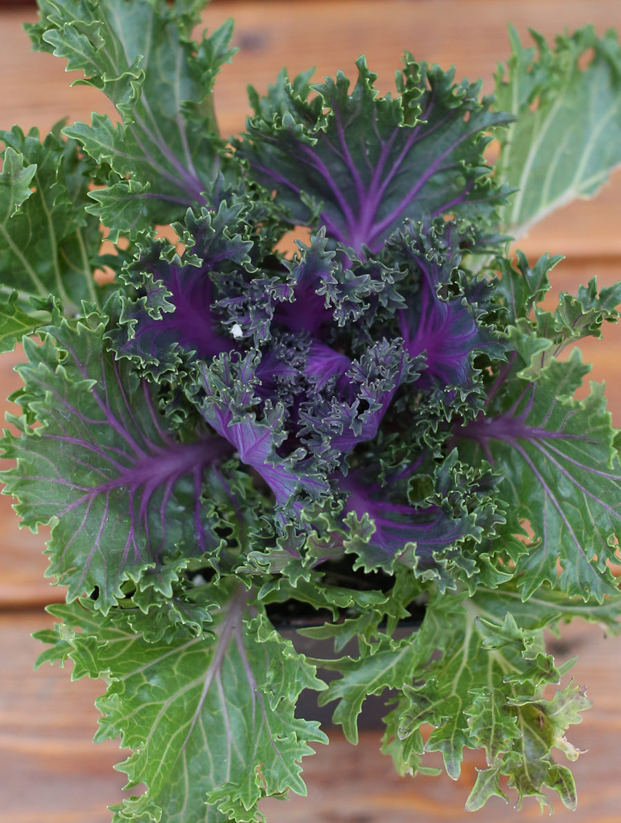 Ornamental Kale 'Glamour Red'