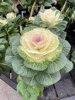 Ornamental Cabbage Crane Bicolor 1G