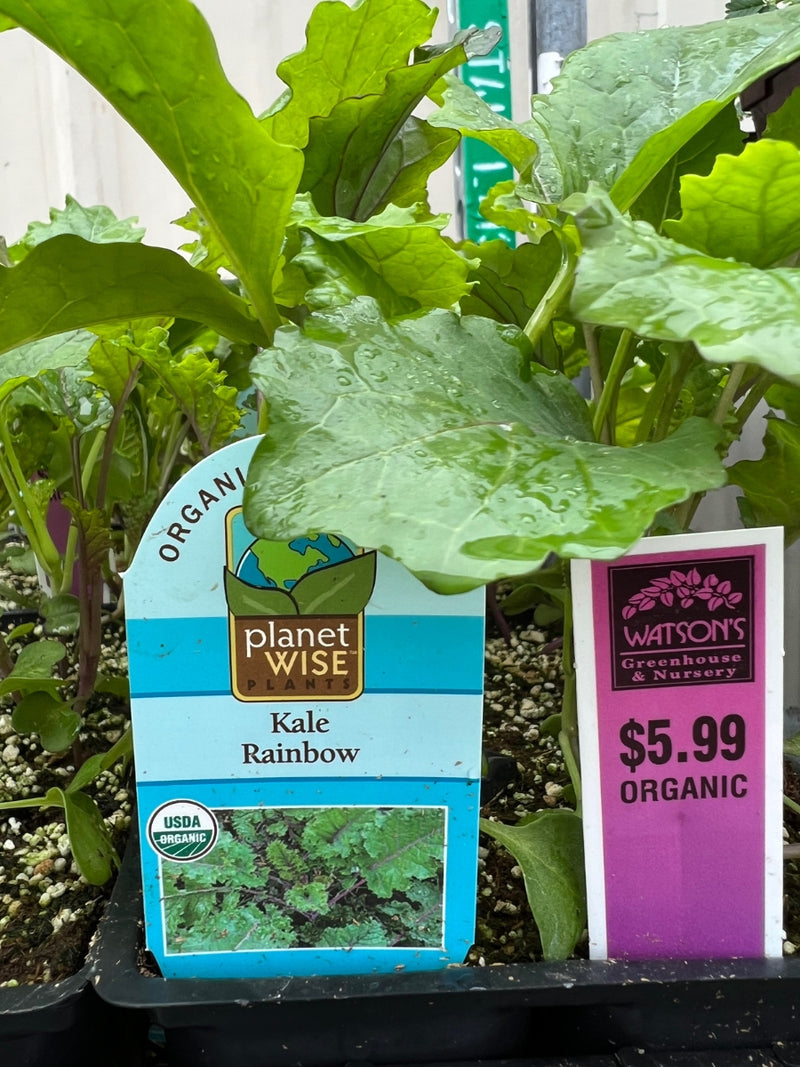 Organic Jumbo Pack | Kale Rainbow