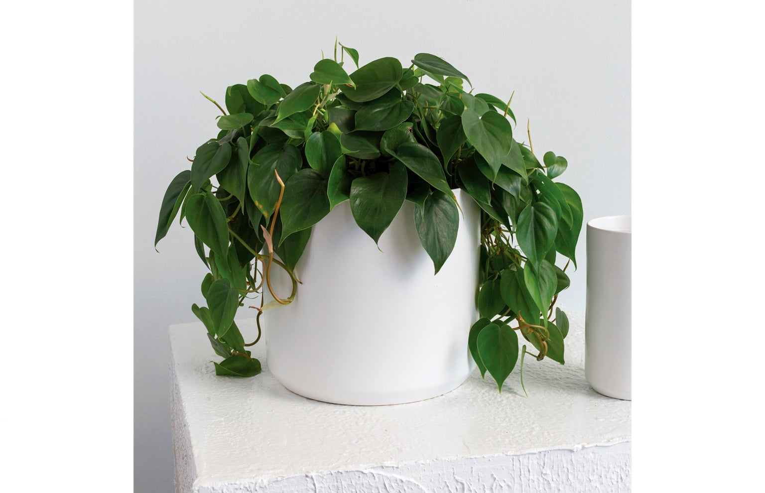 kendall plant pot Kendall Pot