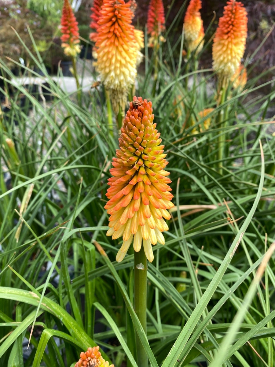 Kniphofia Pyromania® 'Hot and Cold' 1G