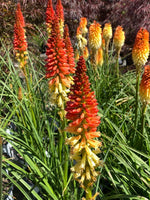Kniphofia Pyromania® 'Rocket's Red Glare' 1G