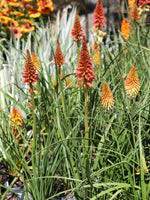Kniphofia Pyromania® 'Rocket's Red Glare' 1G