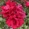 Shrub | Double Red Knock Out