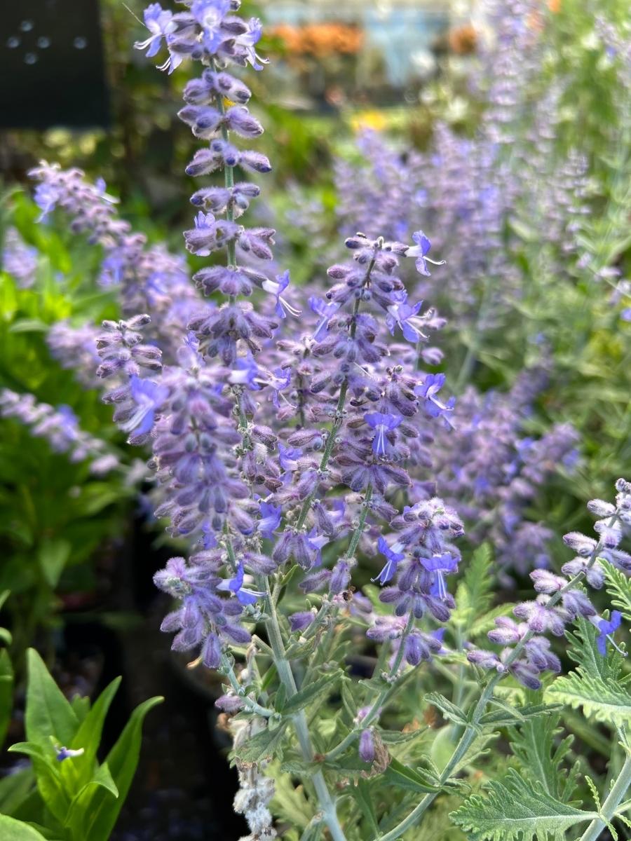 Russian Sage 'Lacey Blue' 1G