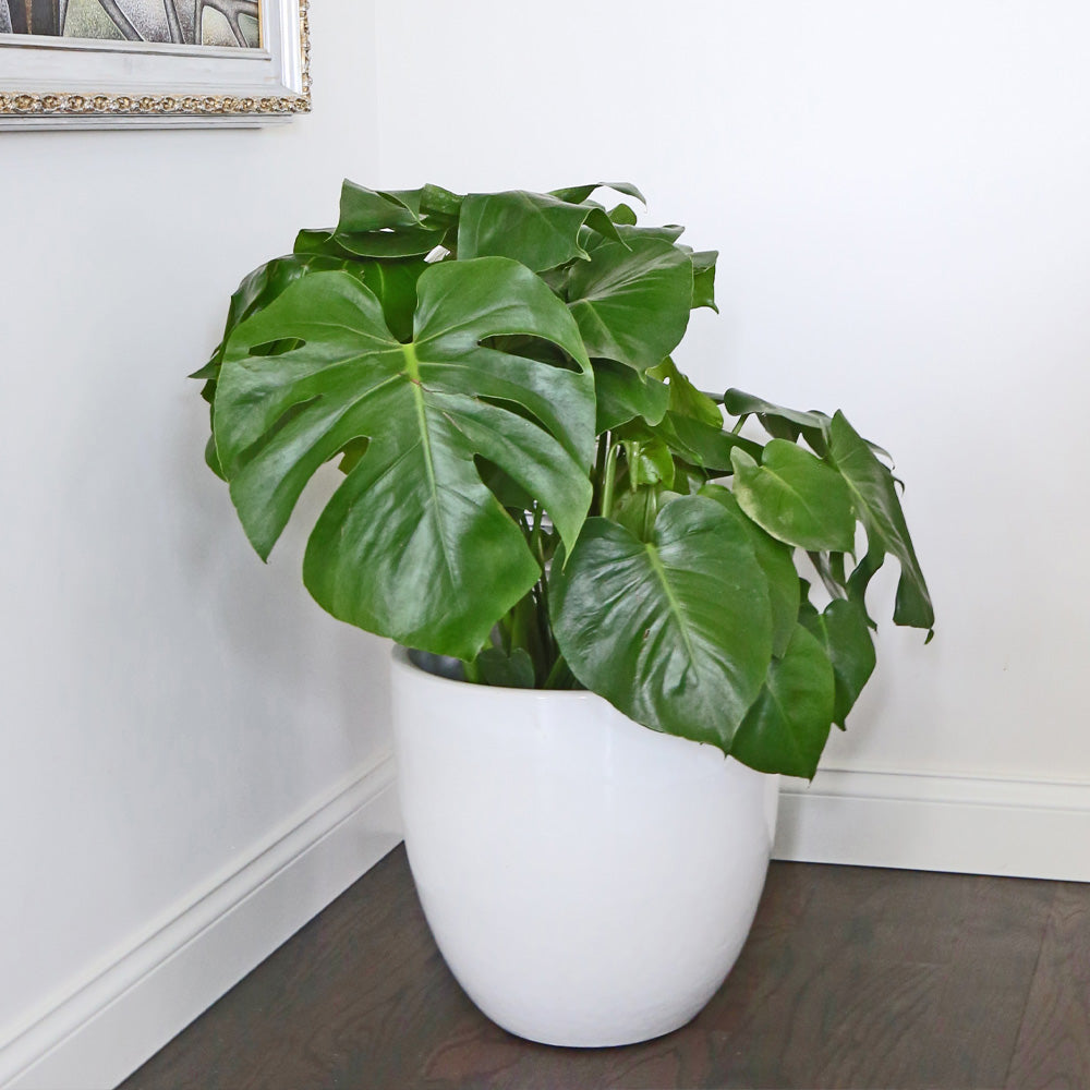 Philodendron Monstera Split Leaf 10”