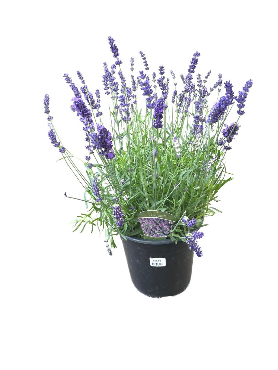 lavender hidcote plants for sale English Lavender