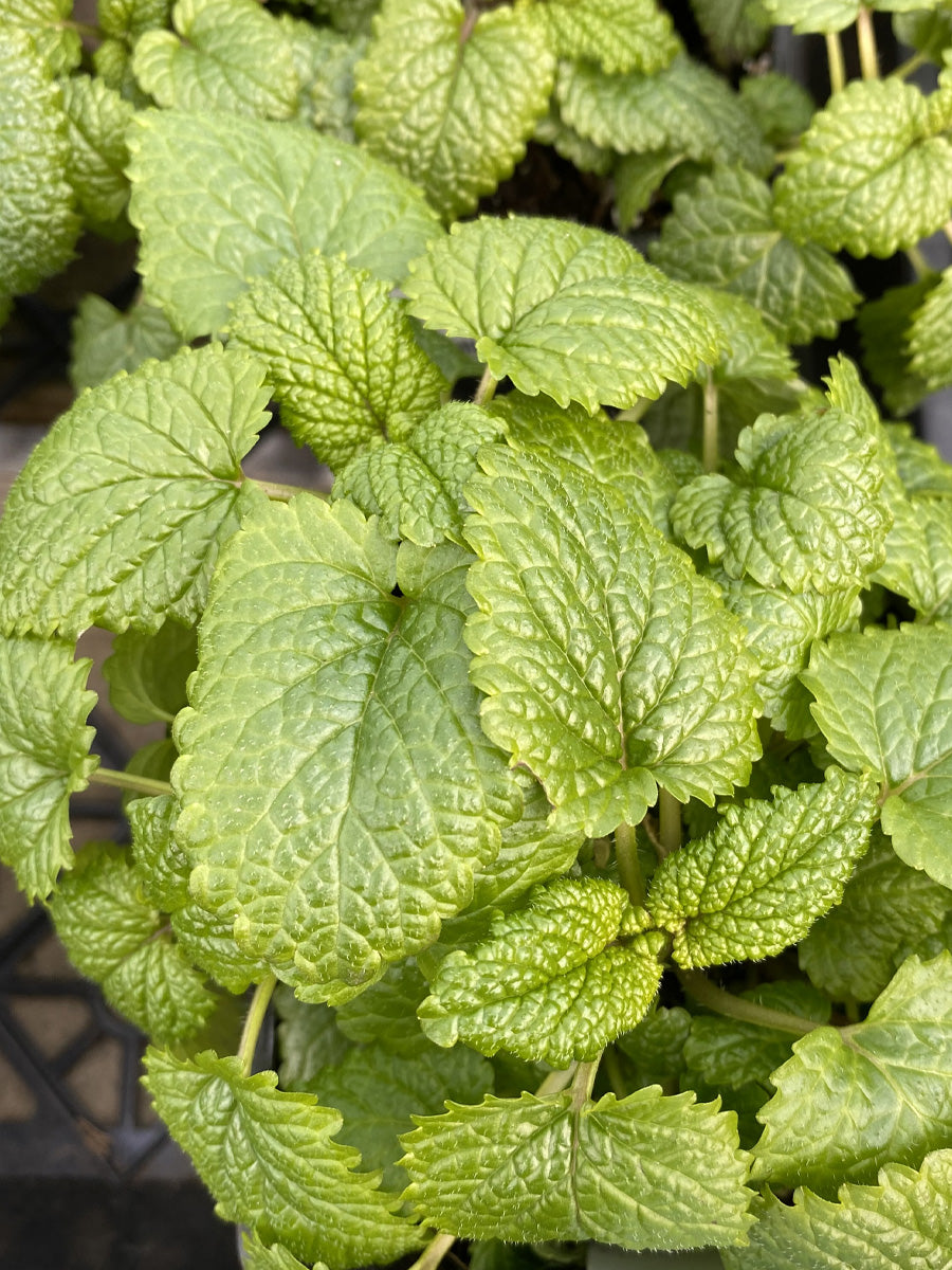 Lemon Balm 4