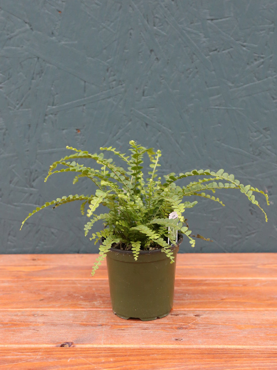 Lemon Button Fern 4