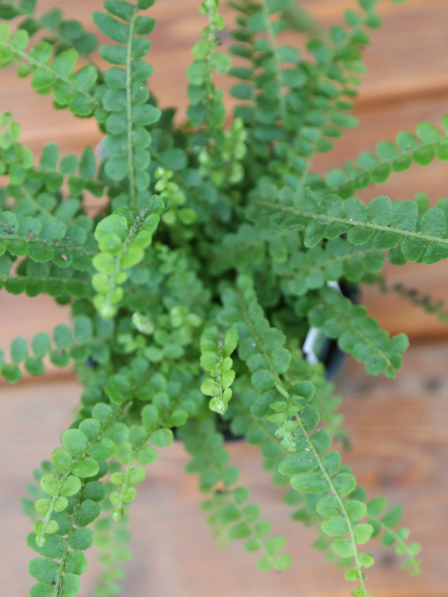 Lemon Button Fern 4