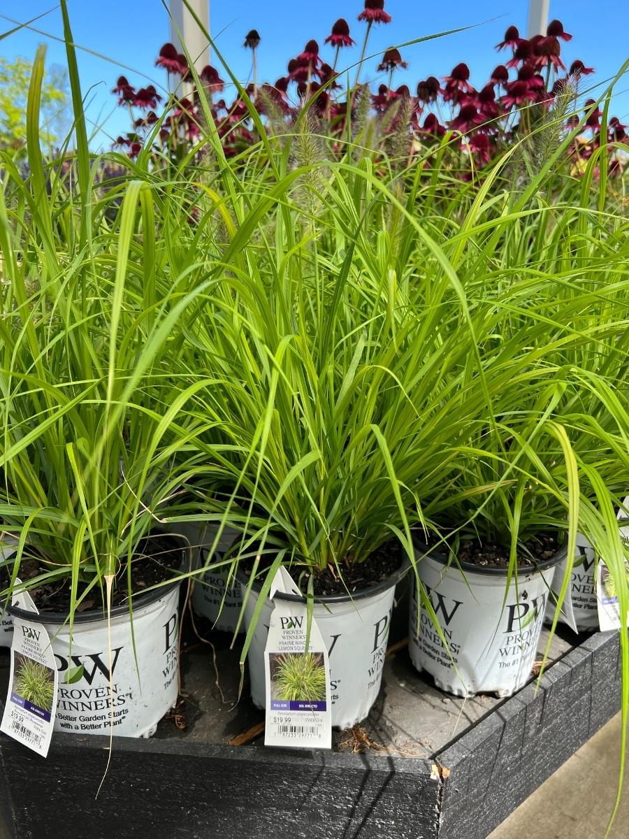 Fountain Grass Prairie Winds® 'Lemon Squeeze' 1G