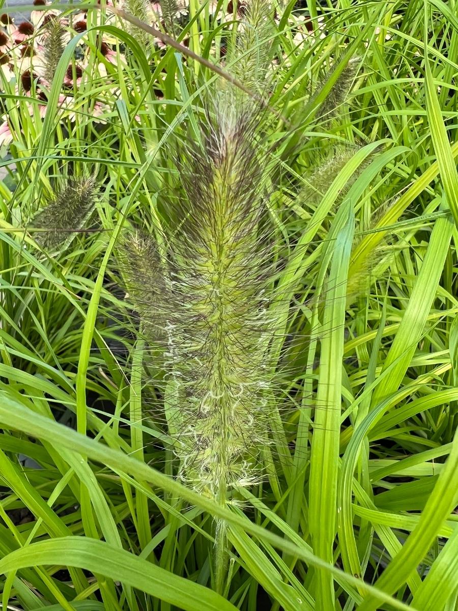 Fountain Grass Prairie Winds® 'Lemon Squeeze' 1G
