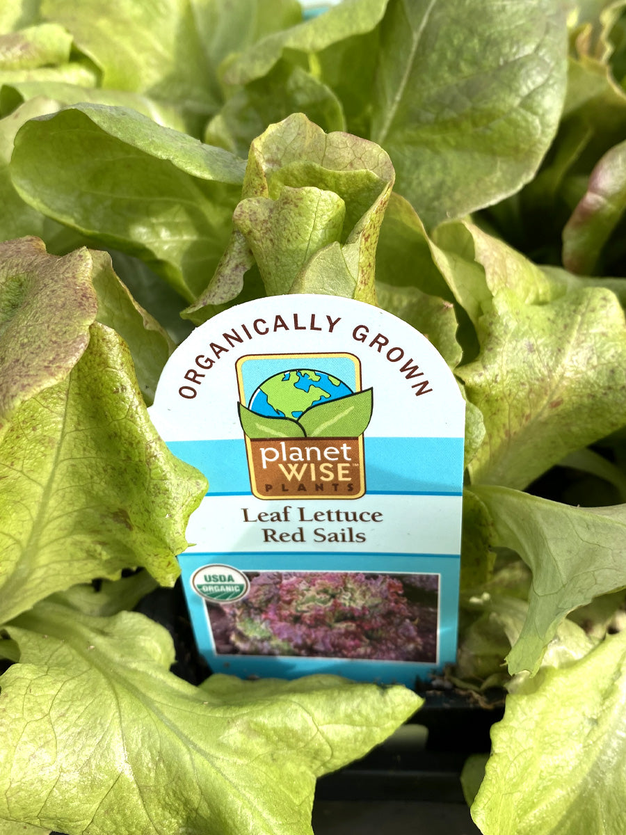 Organic Jumbo Pack | Lettuce Red Leaf