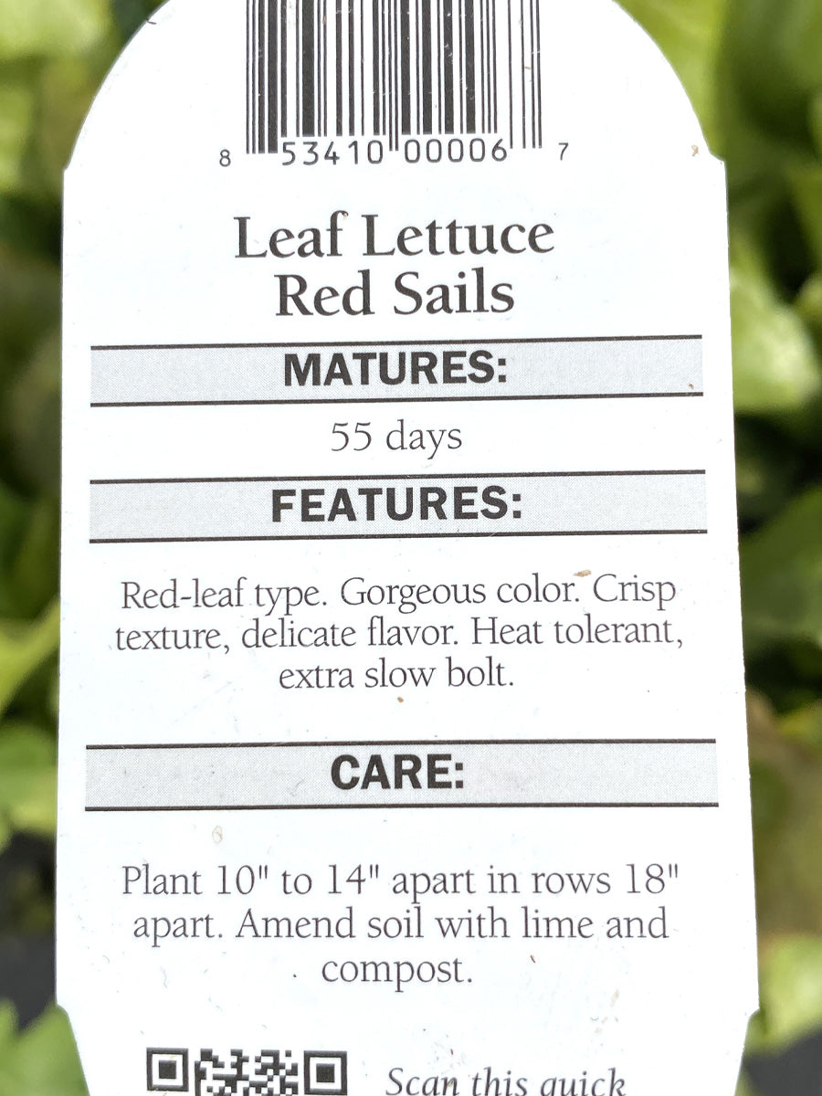 Organic Jumbo Pack | Lettuce Red Leaf