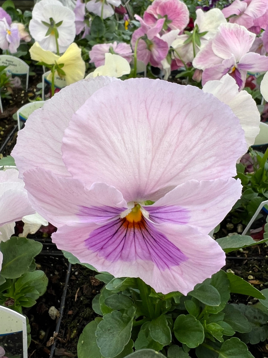 Pansies
