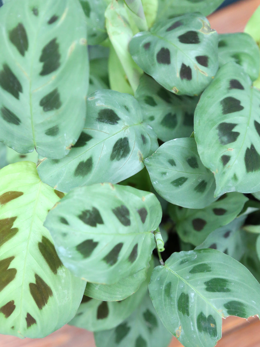 green prayer plant maranta Hirt's Green Prayer Plant - 4" Pot