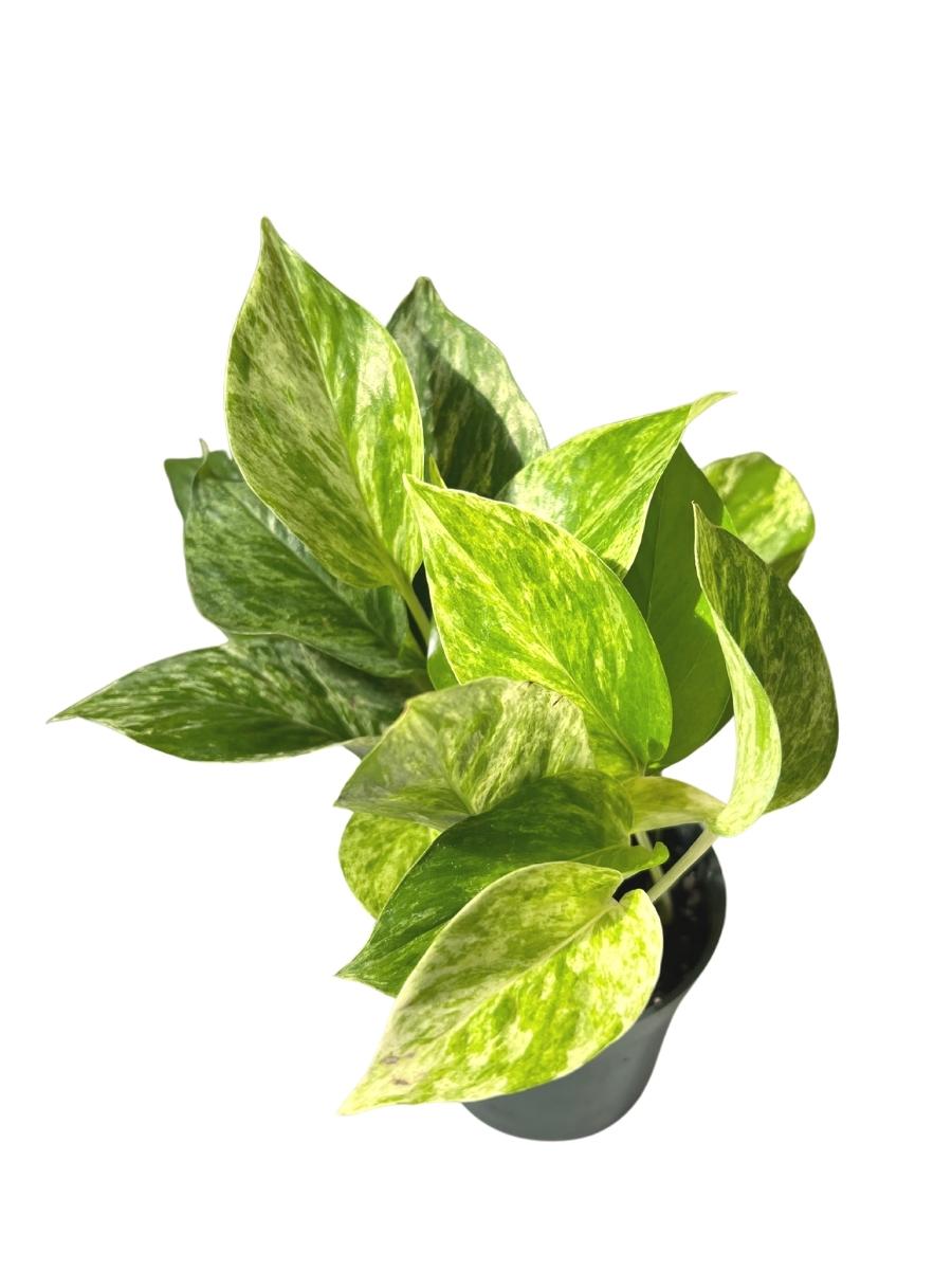 Pothos 'Marble Queen' 4