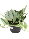 Scindapsus Pictus 'Moonlight' 6"