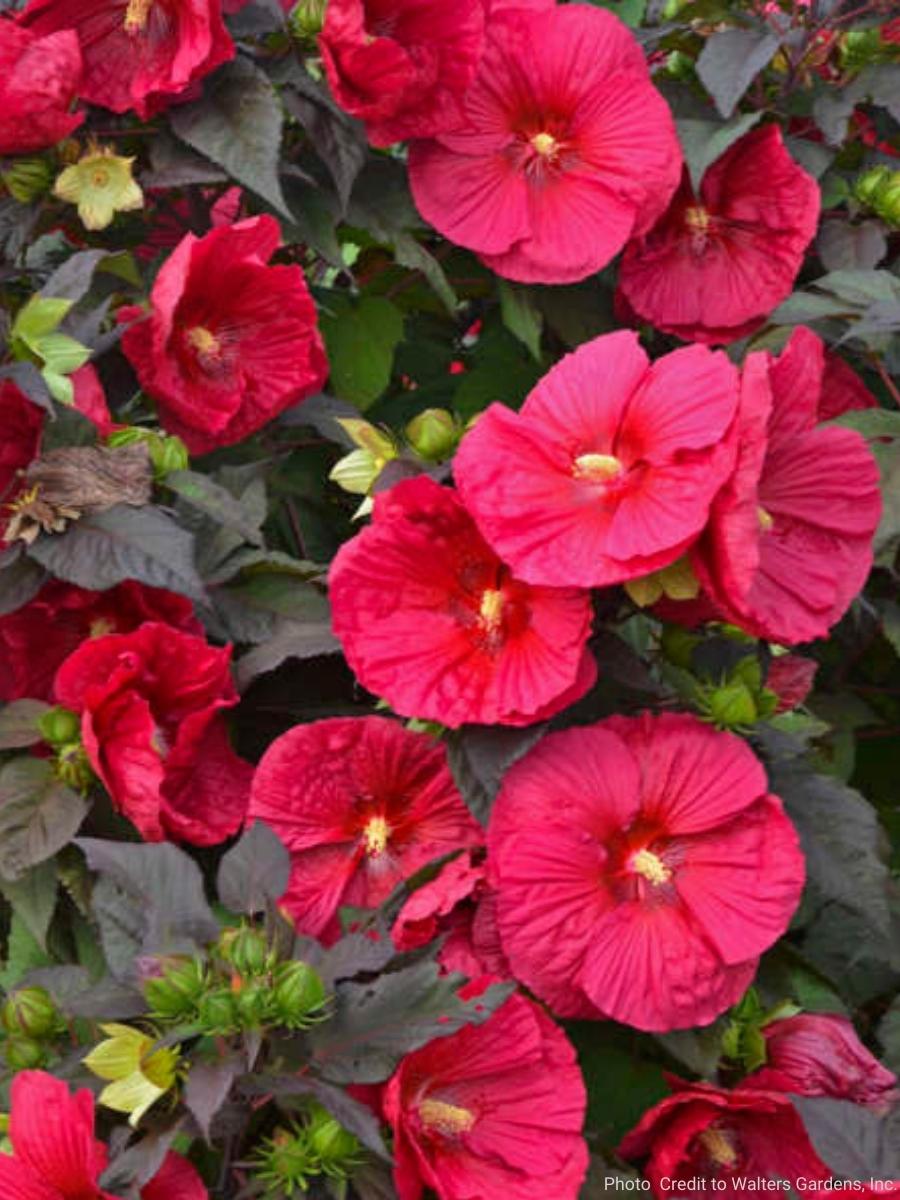 Hardy Hibiscus 'Mars Madness' 3G