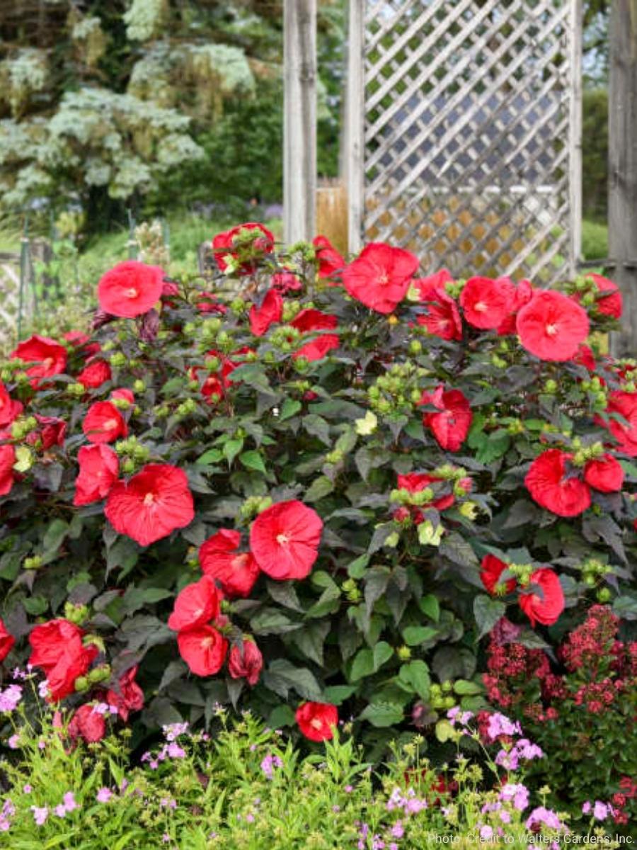 Hardy Hibiscus 'Mars Madness' 3G