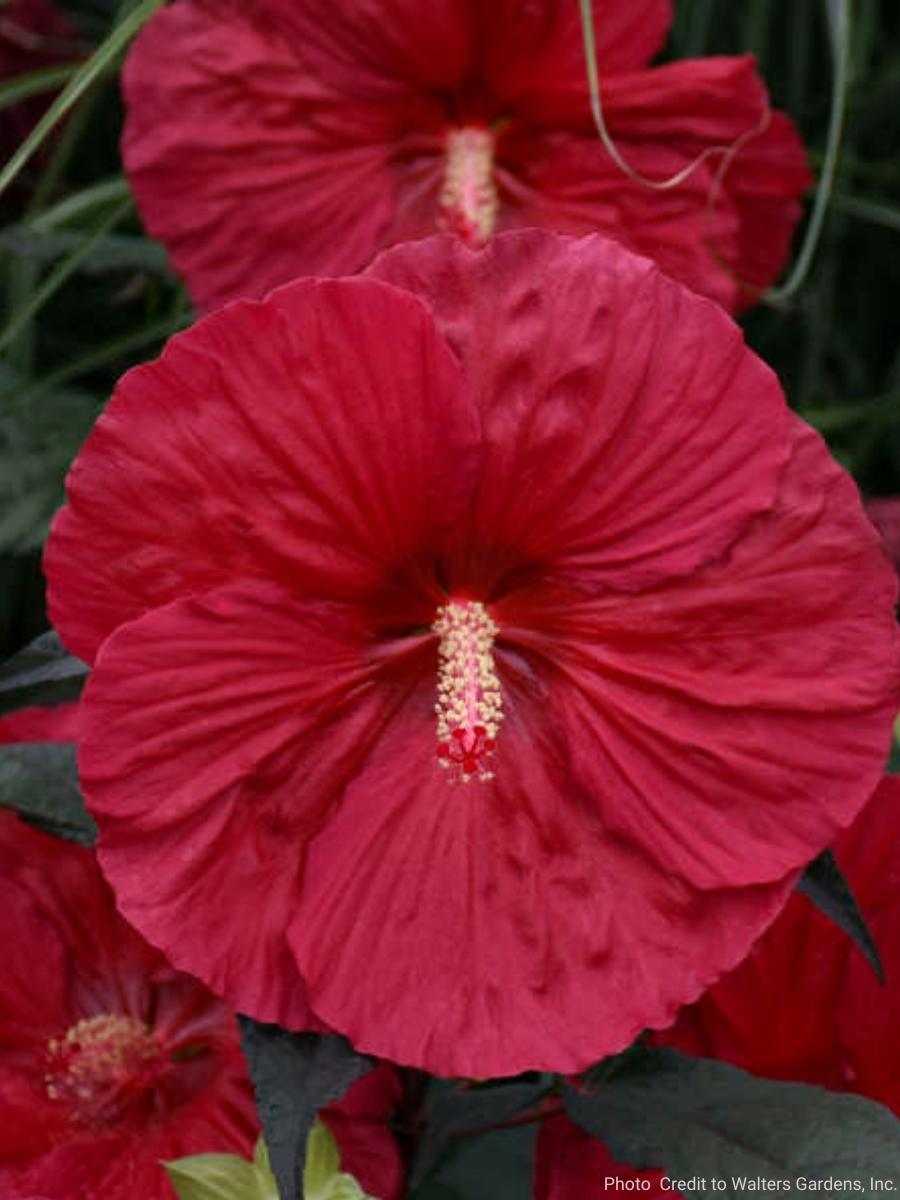 Hardy Hibiscus 'Mars Madness' 3G