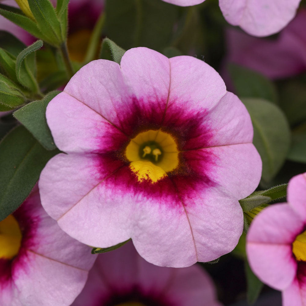 Calibrachoa MiniFamous® Neo Light Pink+Eye 4