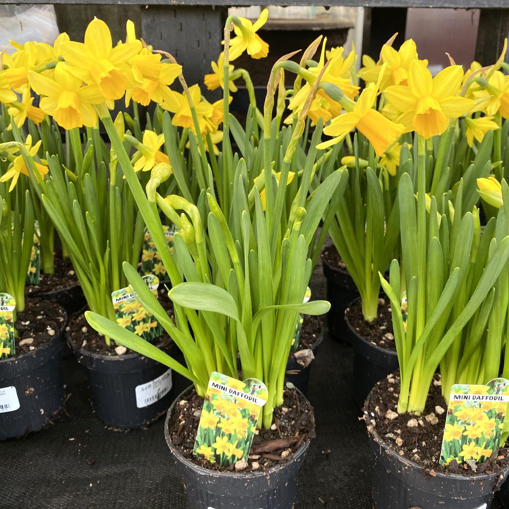 Mini Daffodil Potted Bulb 4