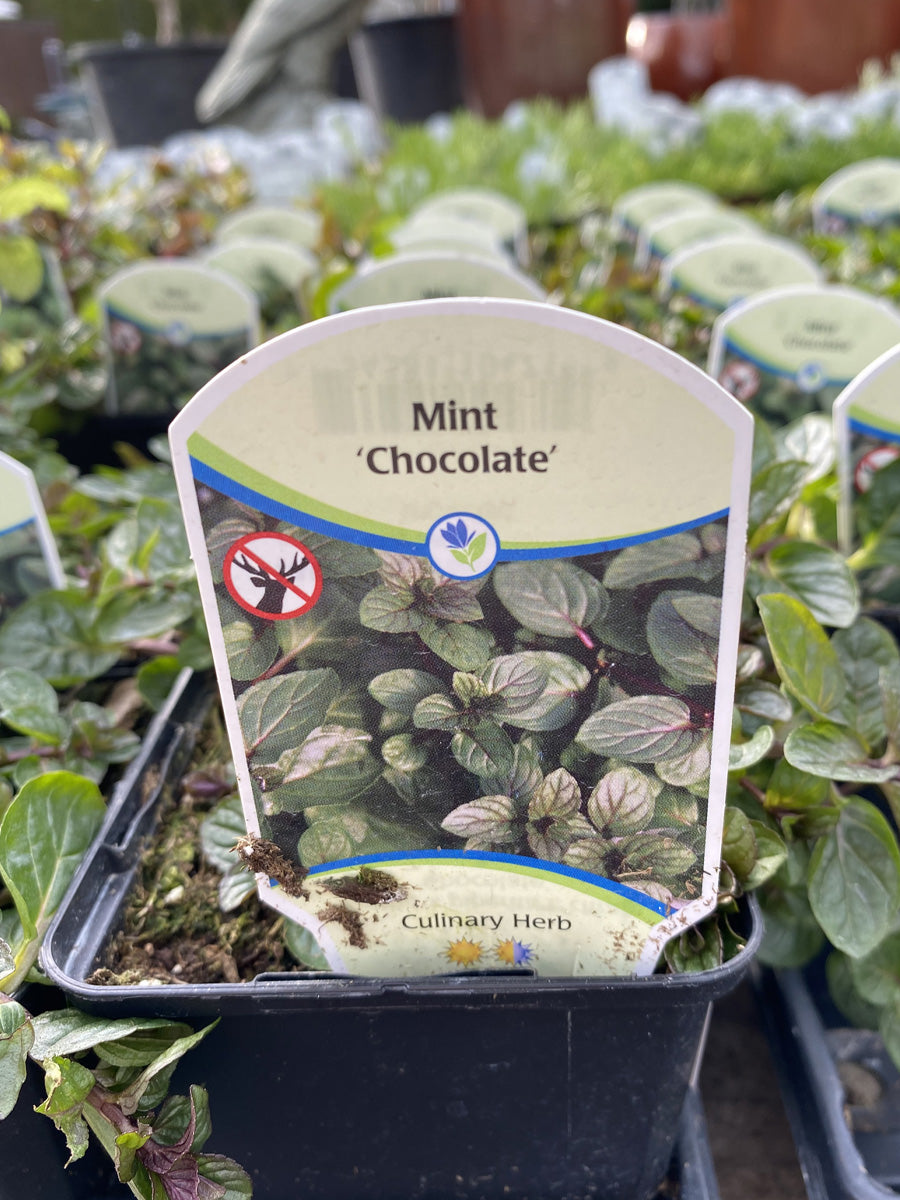 Mint Chocolate 4"