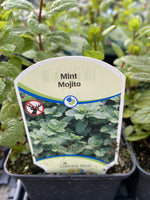 Mint Mojito 4"