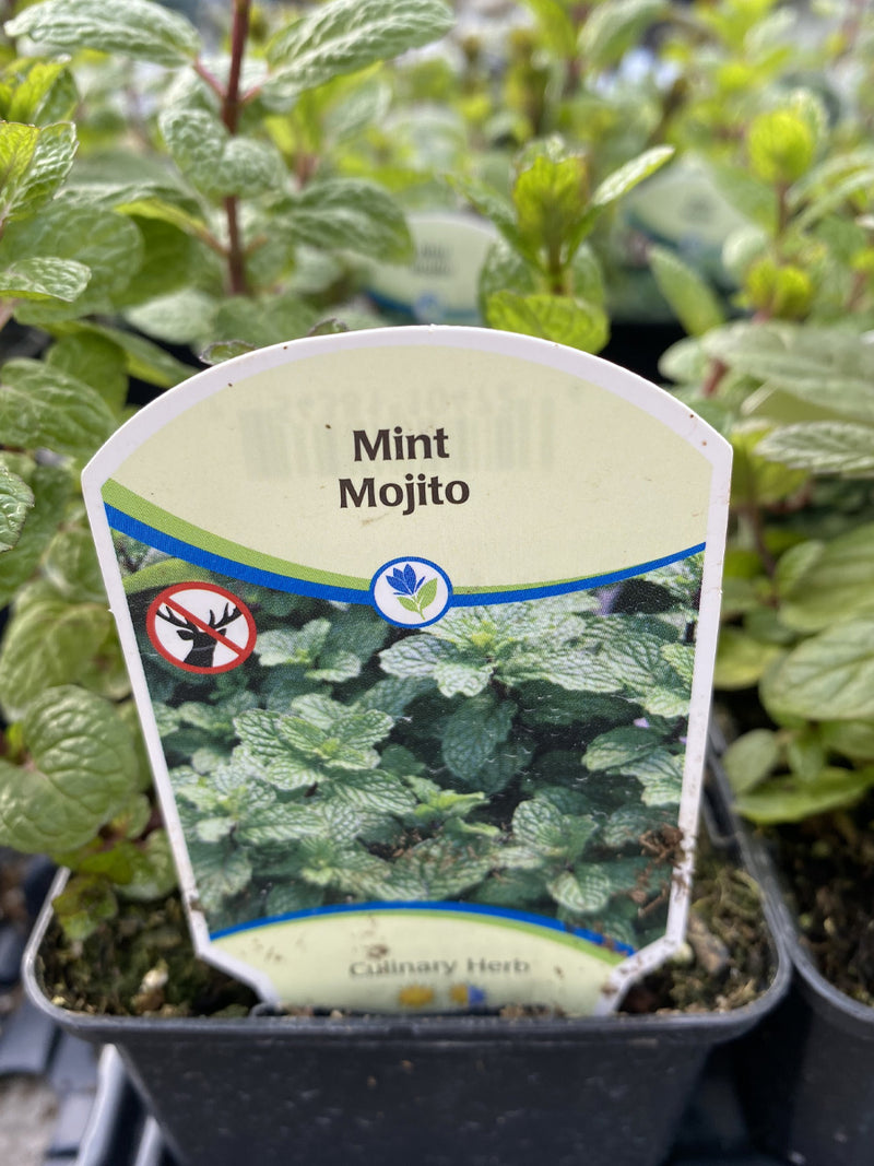 Mint Mojito 4"