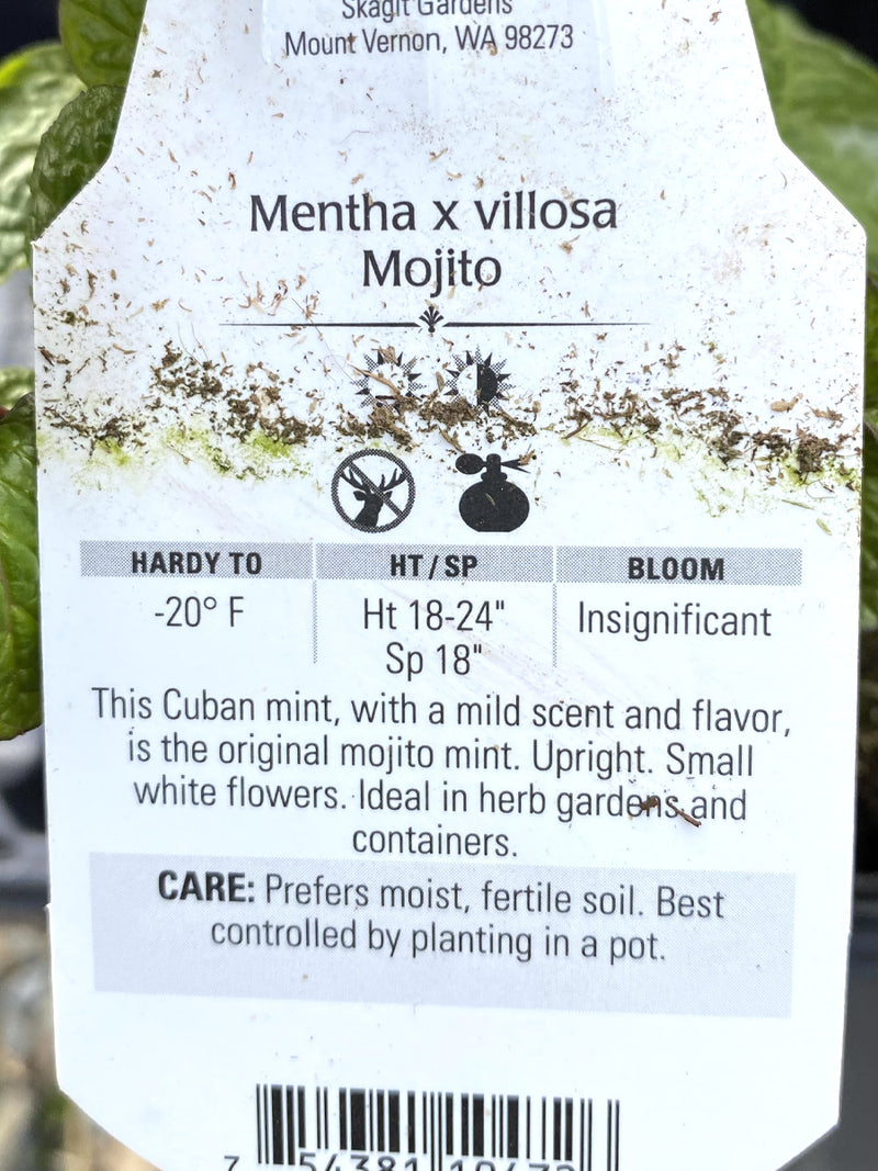 Mint Mojito 4"