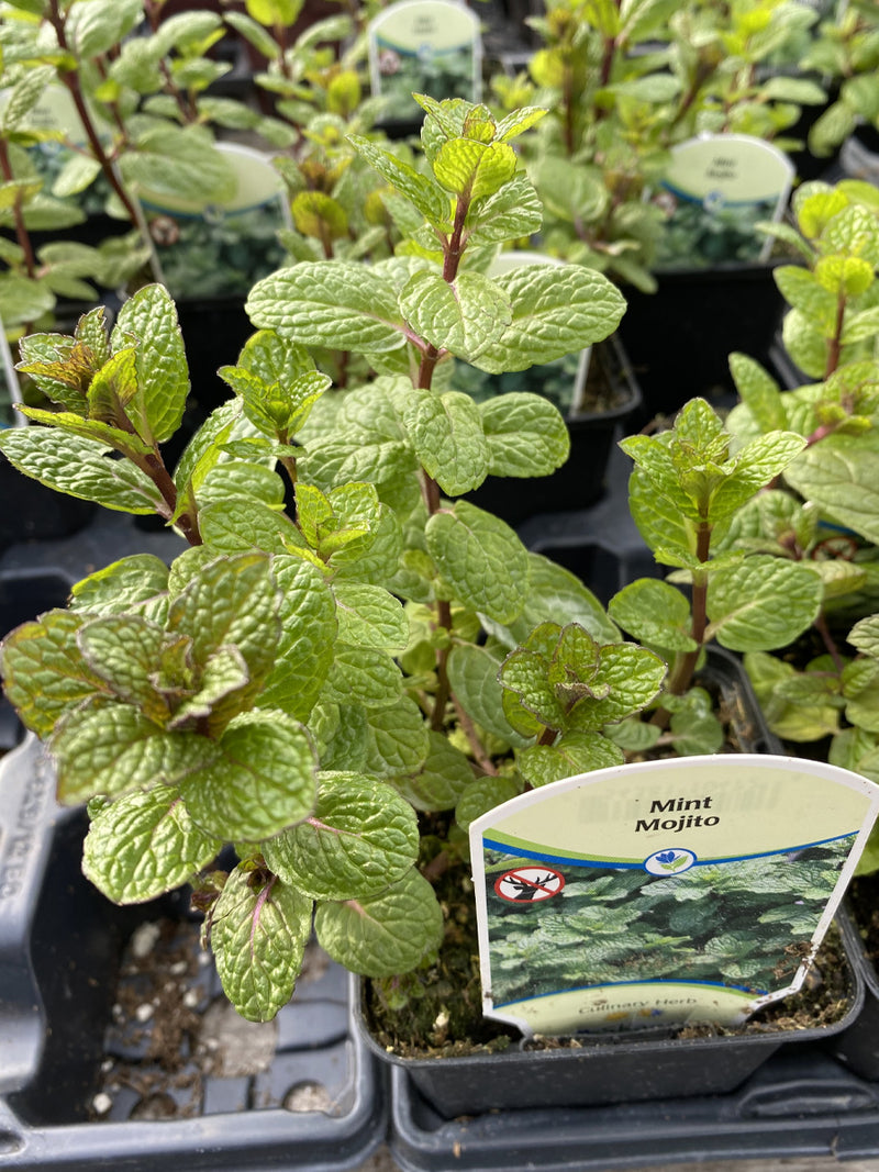 Mint Mojito 4"