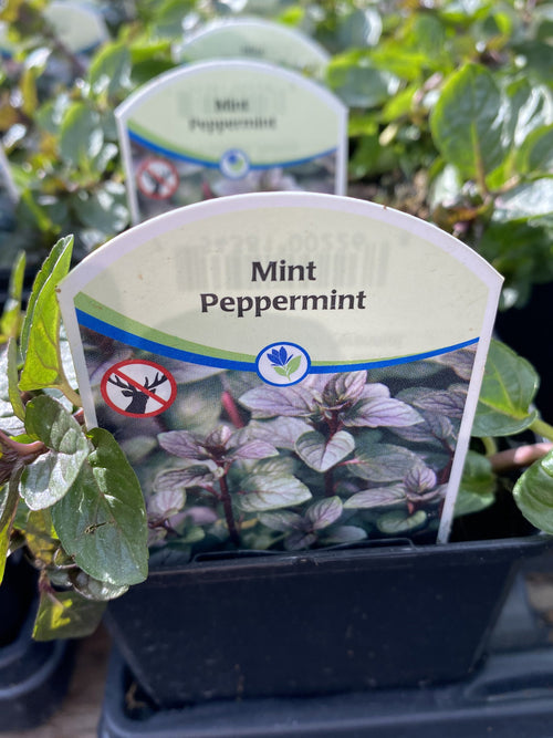 Mint Peppermint 4"
