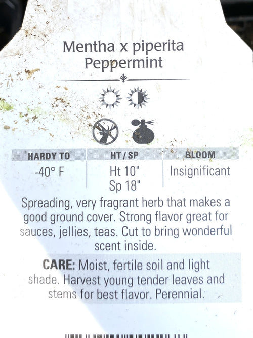 Mint Peppermint 4"