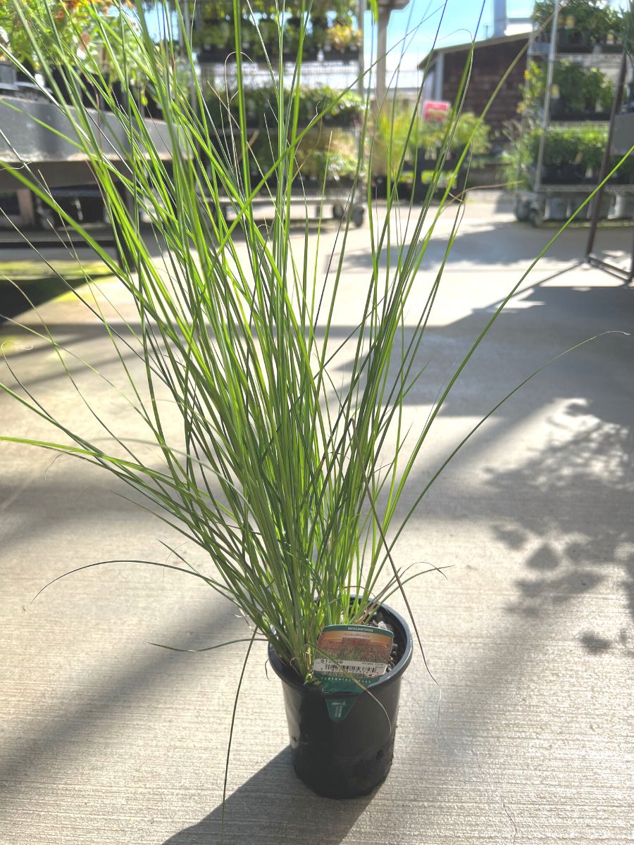 Chinese Maidenhair Grass Miscanthus Gracillimus