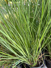 Chinese Maidenhair Grass Miscanthus Gracillimus