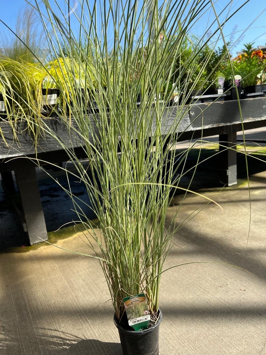 Maiden Grass Miscanthus 'Morning Light'