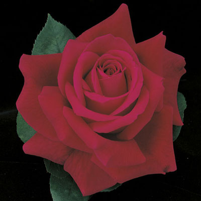 Hybrid Tea | Mister Lincoln