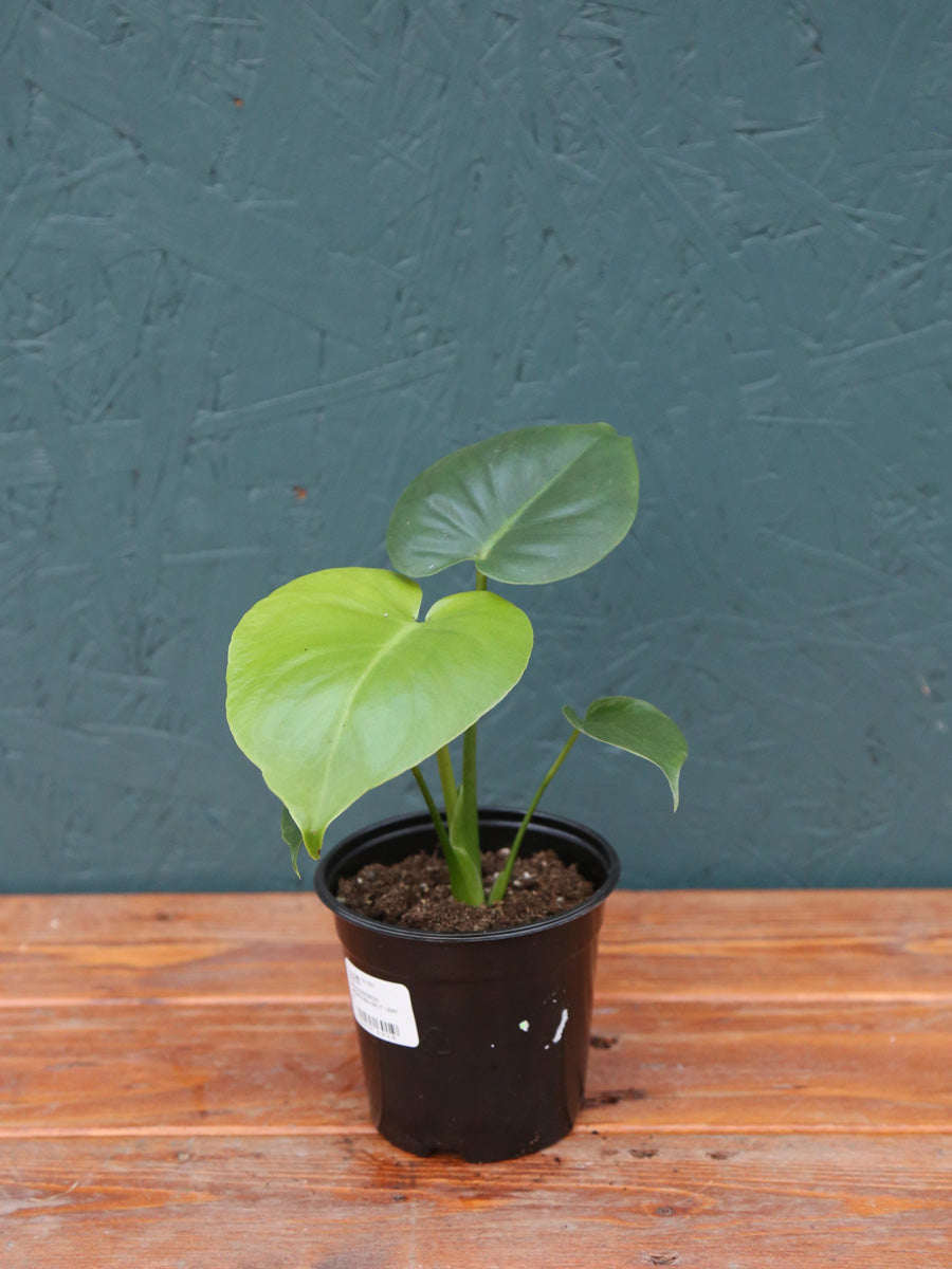 Philodendron Monstera Split Leaf 4