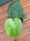 Philodendron Monstera Split Leaf 4"