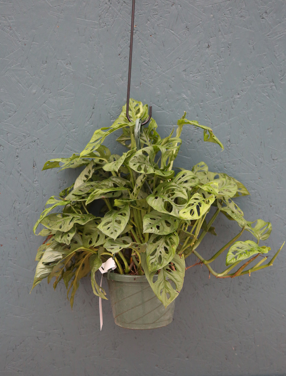 Hanging Basket Monstera Adansonii Swiss Cheese 8"