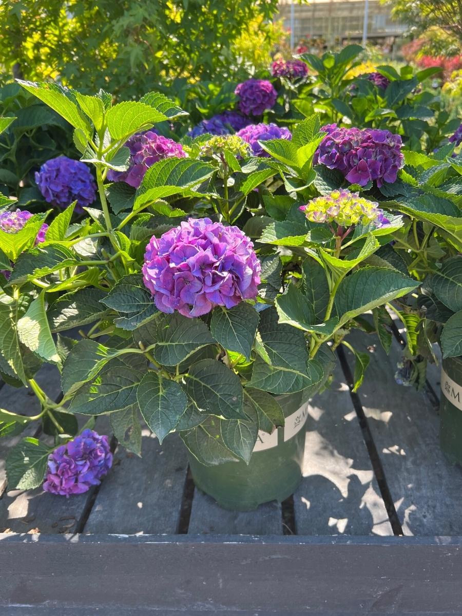 Watson's Greenhouse 