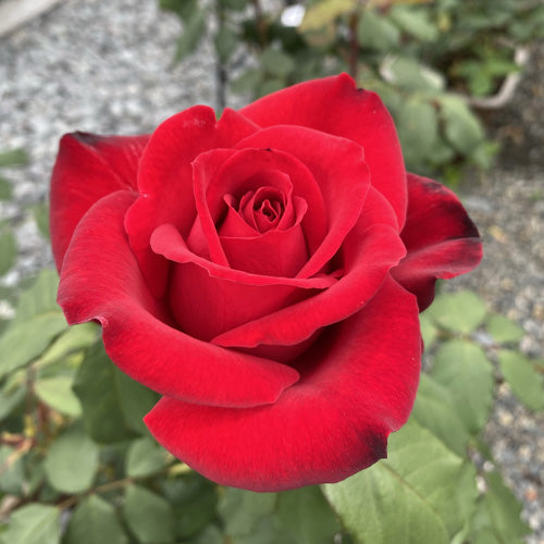 Hybrid Tea | Olympiad