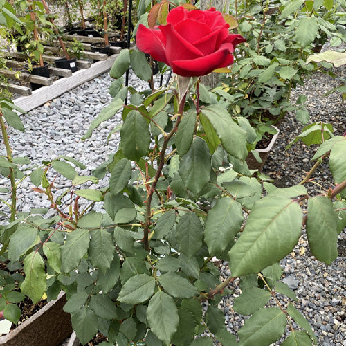 Hybrid Tea | Olympiad