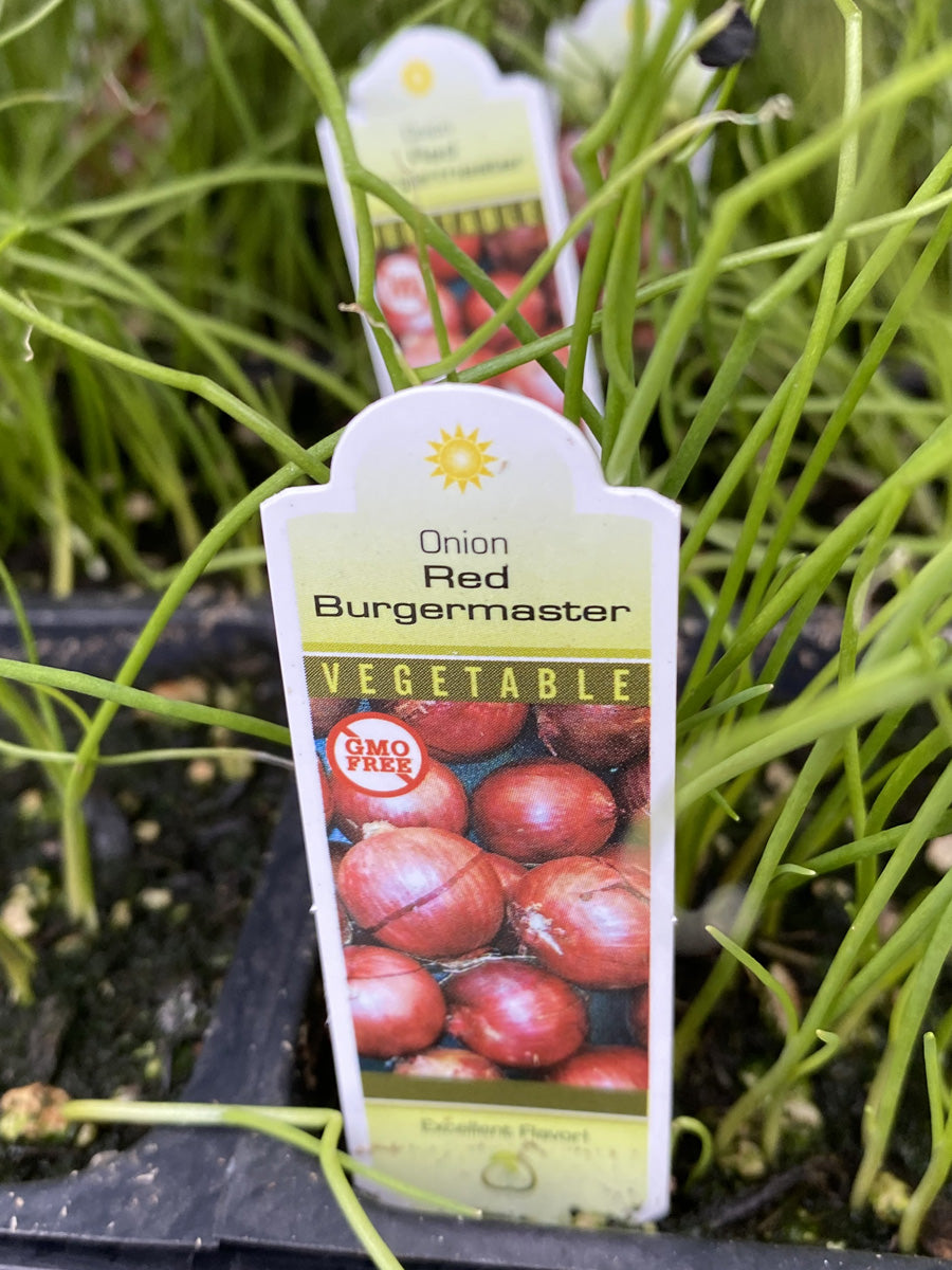 Onions Red Burgermaster Pack