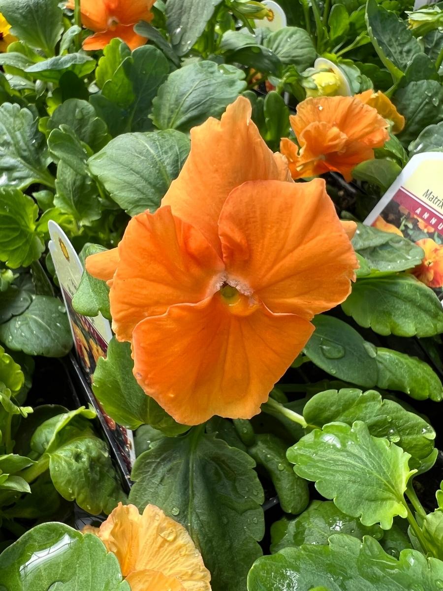 Pansies