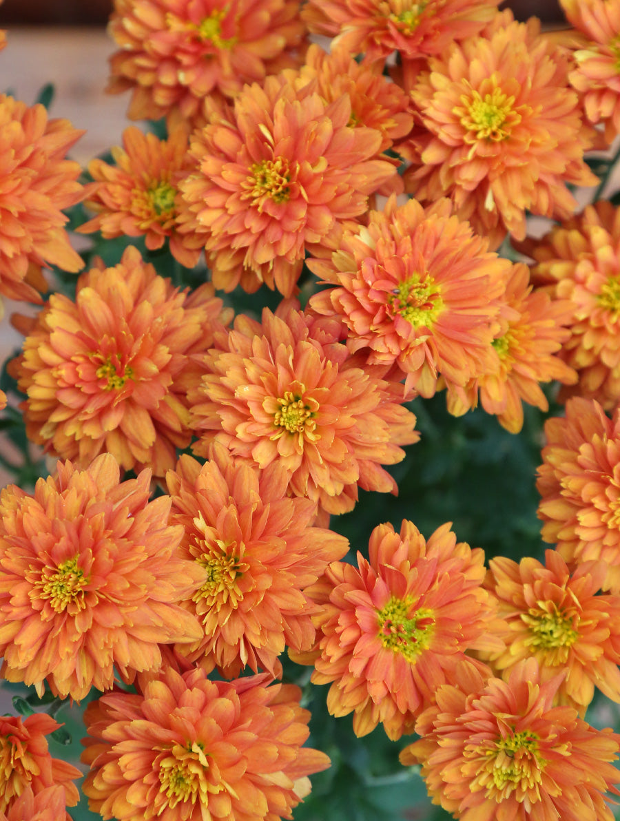 Mum 'Orange Zest'