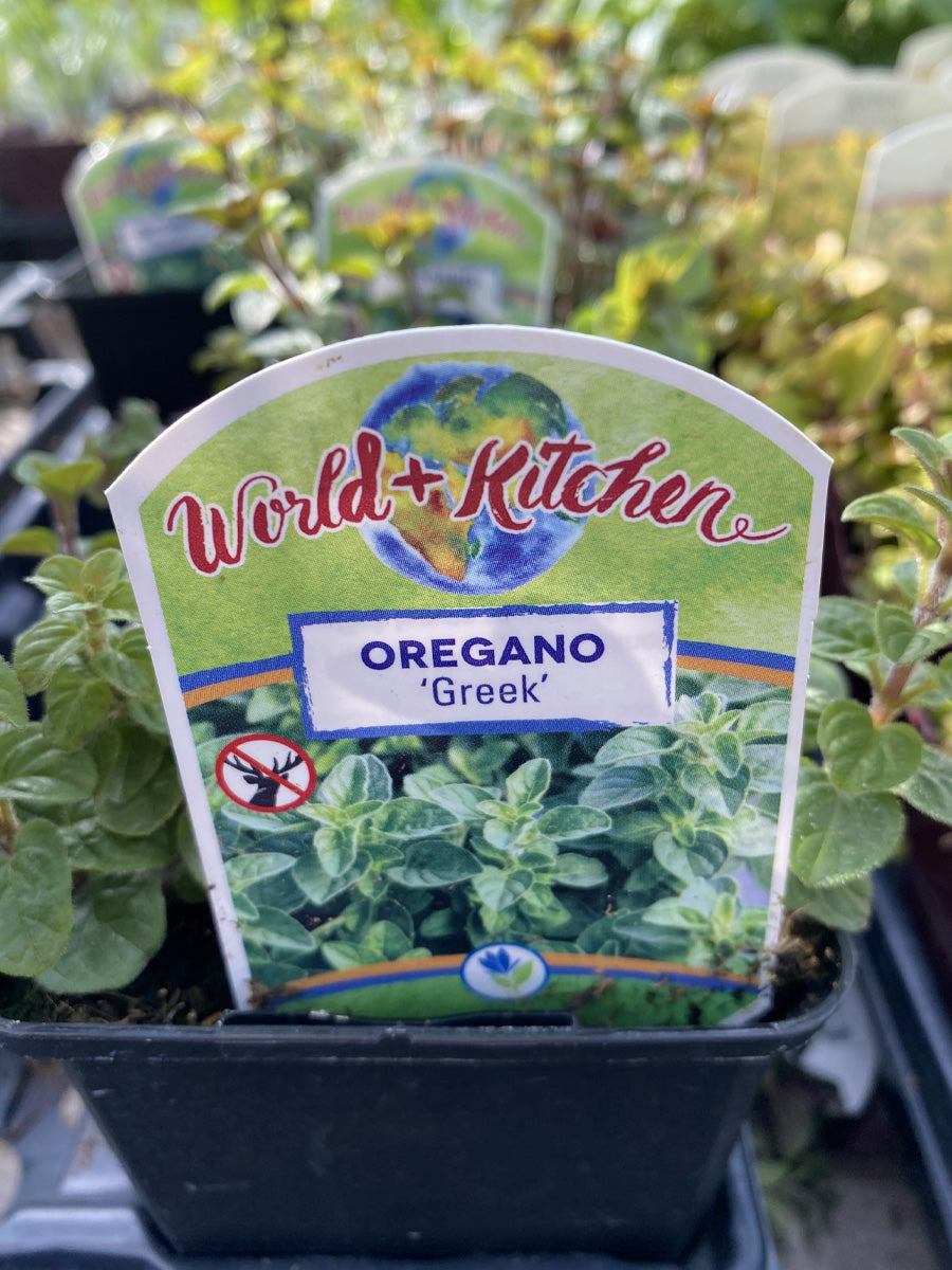 Oregano Greek 4