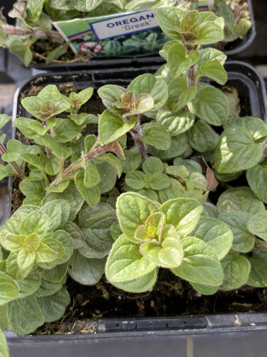 Oregano Greek 4