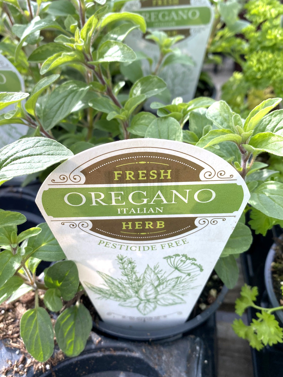 Oregano Italian 4